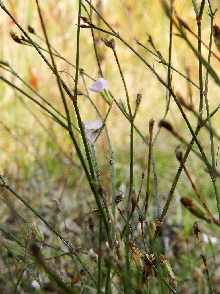 Petrorhagia saxifraga